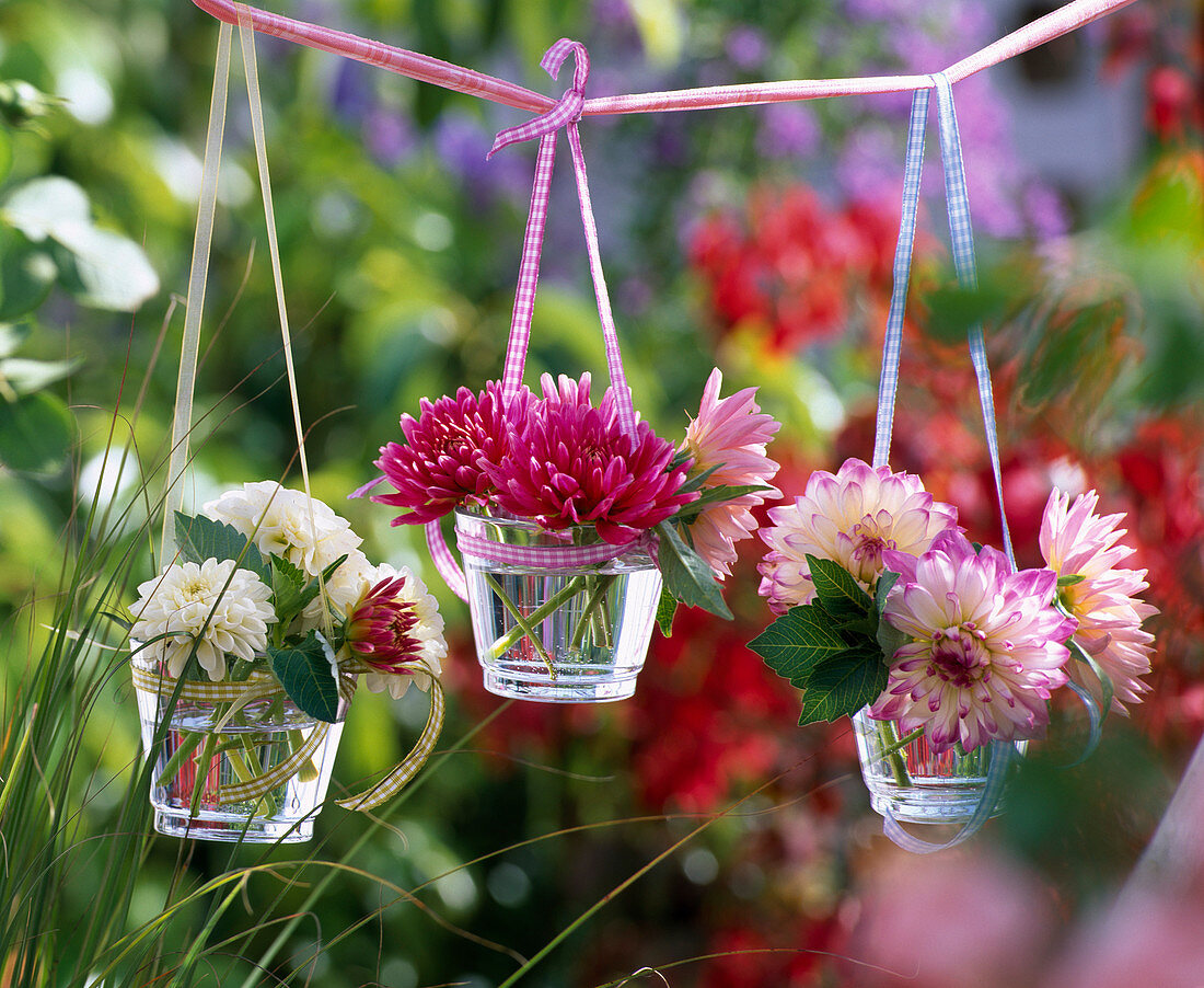 Verschiedene Dahlia (Dahlien) in kleinen Gläsern an Schnur hängend