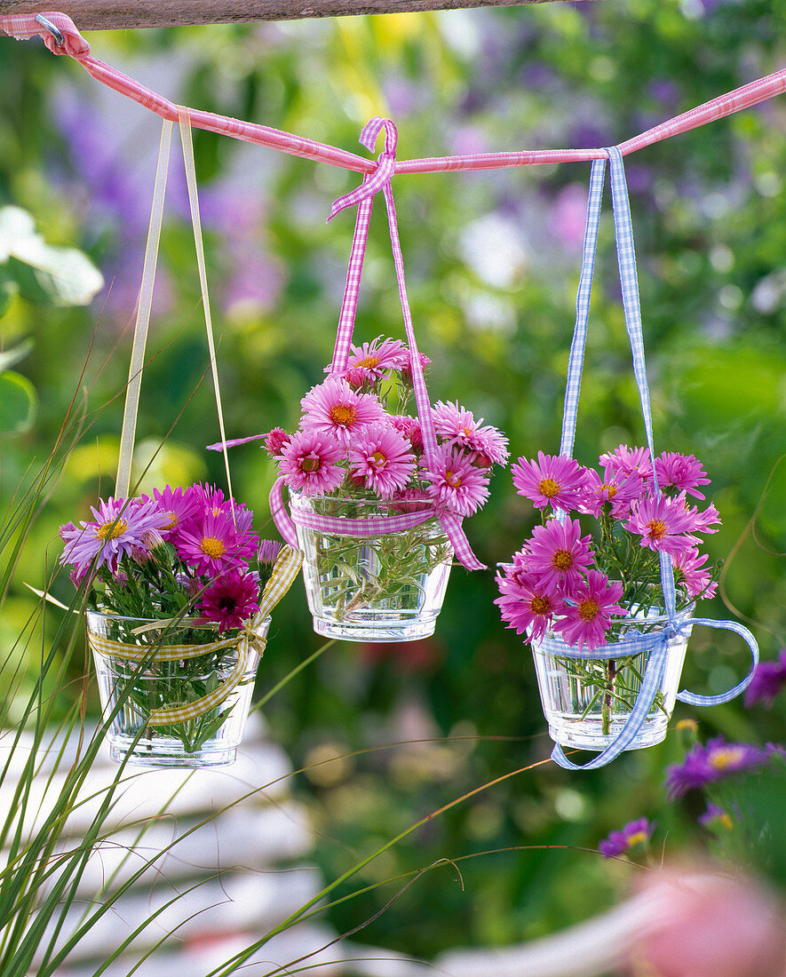 Aster (wood aster) hanging on string in small glasses