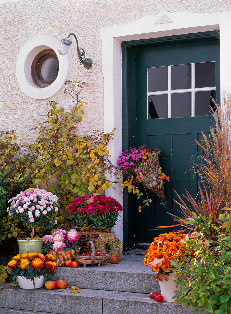 House entrance decorated with chrysanthemum (autumn chrysanthemum)