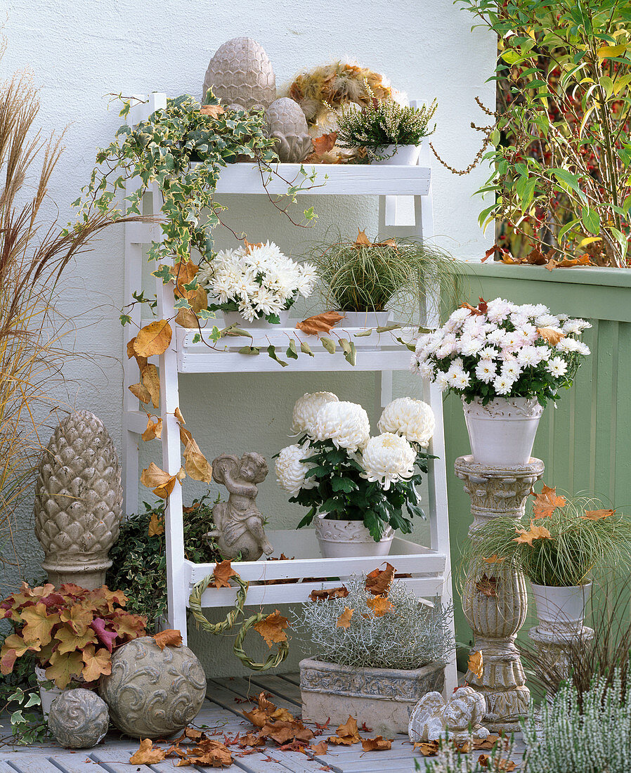 Weißer Herbstbalkon mit Chrysanthemum (Herbstchrysanthemen)