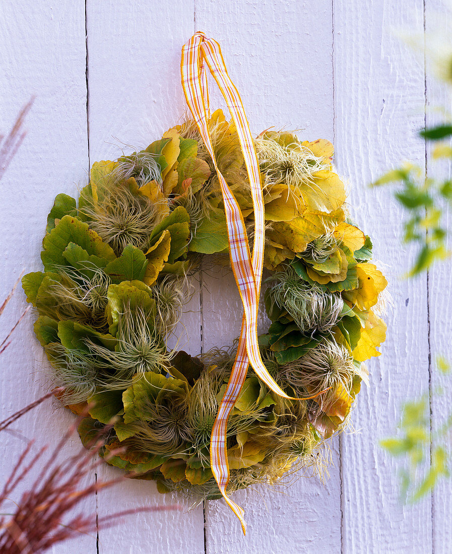 Kranz aus Herbstlaub von Parrotia (Parrotie) und Samenständen von Clematis