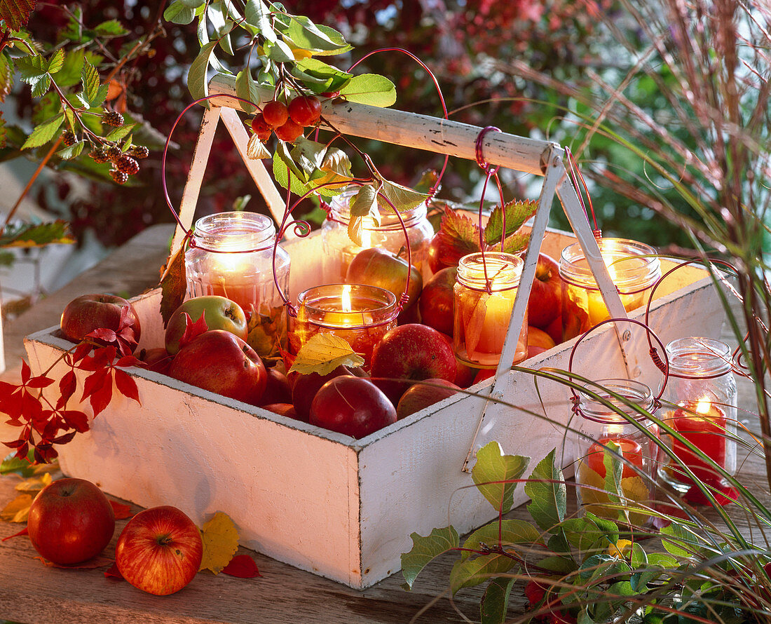 Malus (Äpfel, Zieräpfel), Parthenocissus (Jungfernrebe) und Windlichter