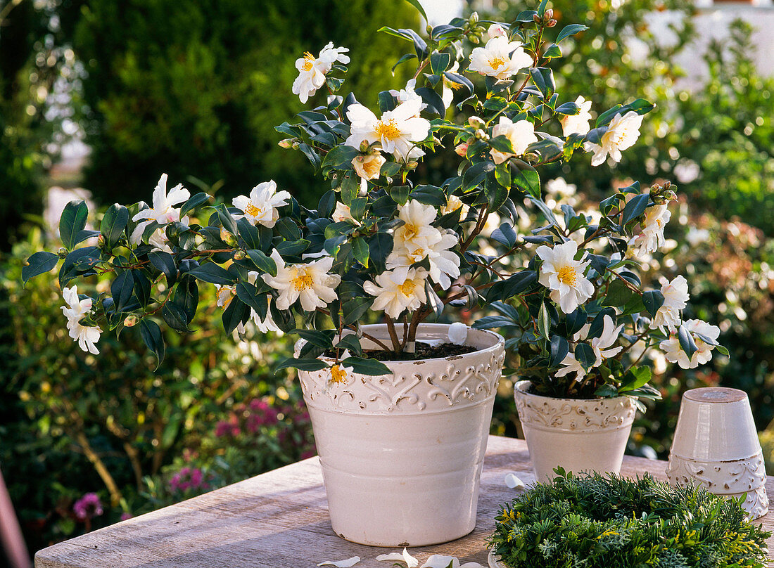 Camellia sasanqua 'Ginryo' (Kamelie) mit duftenden weißen Blüten