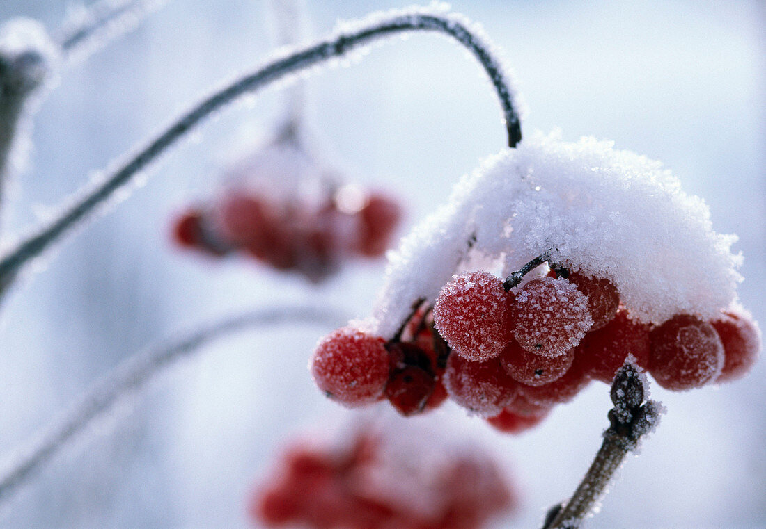 Berries of Viburnum, in the snow