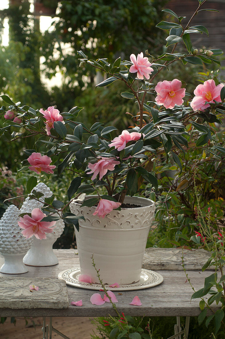 Camellia sasanqua 'Shibori Egao' (Kamelie), blüht an Weihnachten