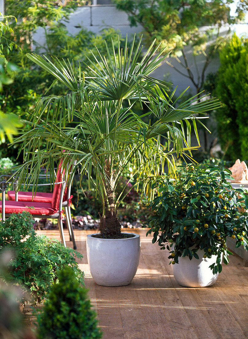 Trachycarpus and Citrofortunella in the conservatory