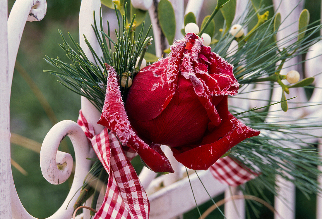 Rosa (Rose) und Pinus (Kiefer) an Zaun