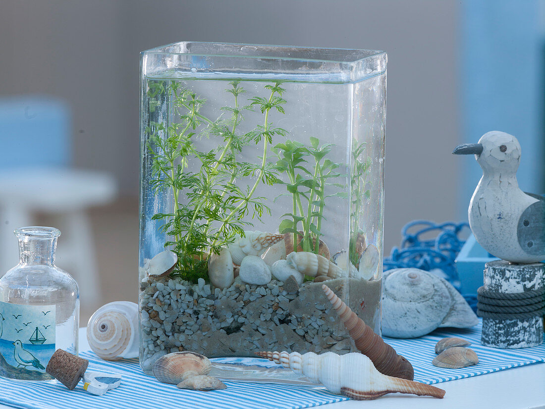 Mini aquarium as a maritime decoration