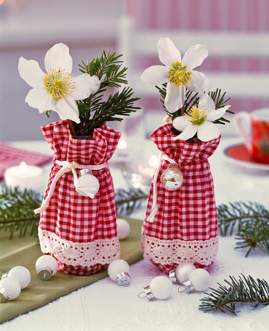 Helleborus (Christrosen) und Abies (Tanne) in kleinen rot - weißen