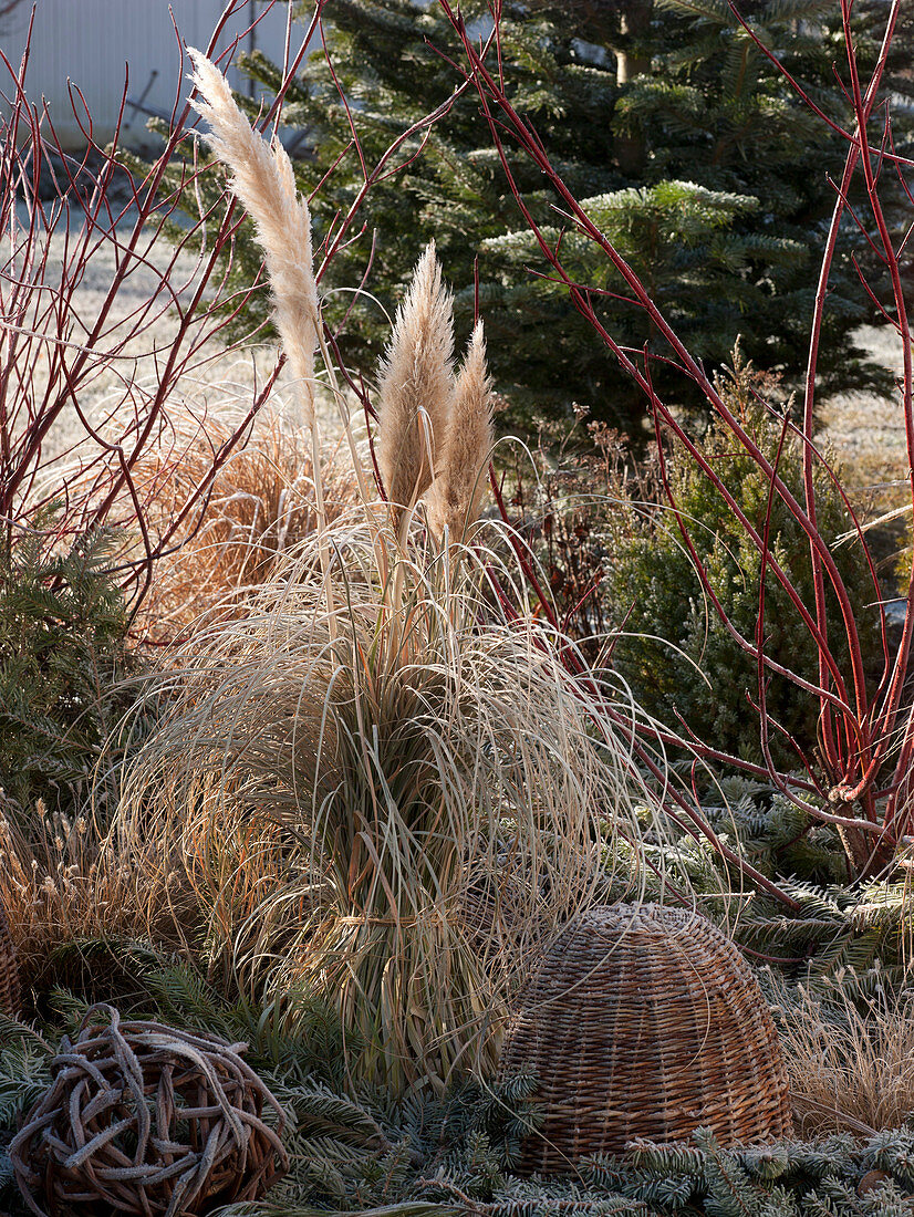Cortaderia selloana is tied together in winter