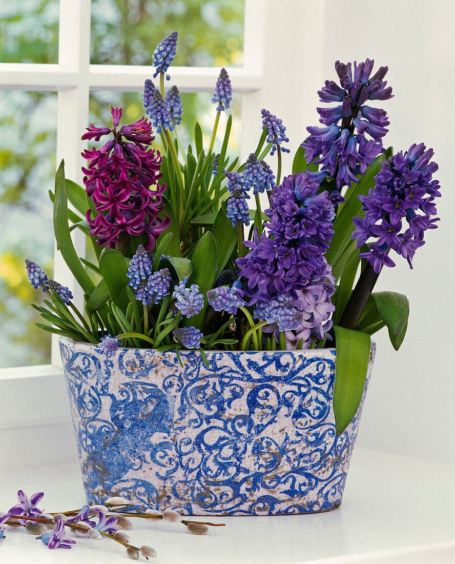 Hyacinthus (hyacinth) and Muscari (grape hyacinth)
