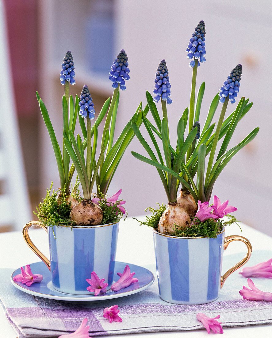 Muscari in cups, flowers of Hyacinthus
