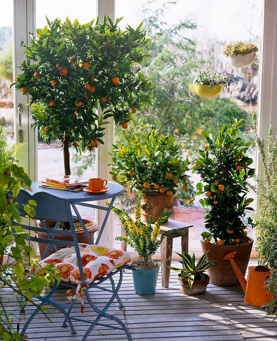 Citrus (verschiedene Citrus), Agave, Acacia (Mimose) im Wintergarten, Stuhl