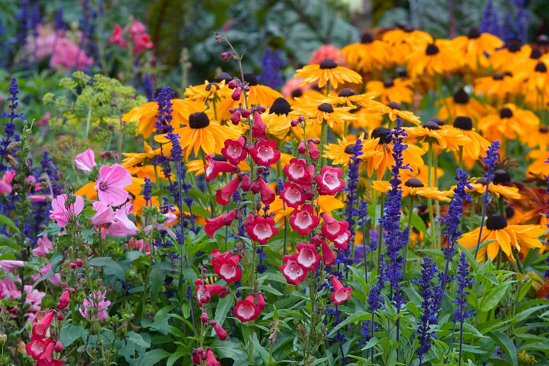 Buntes Sommerbeet mit Penstemon (Bartfaden), Salvia farinacea