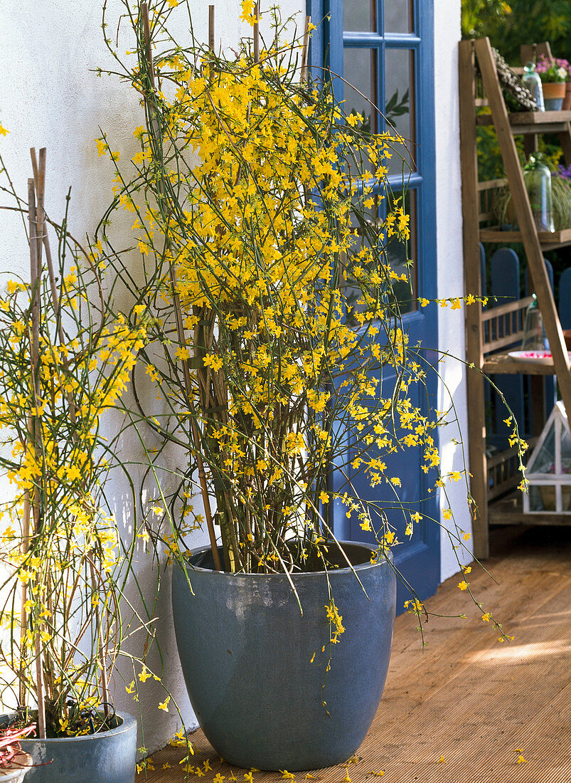 Jaminum nudiflorum (Winterjasmin) in glasierten Kübeln auf der Terrasse