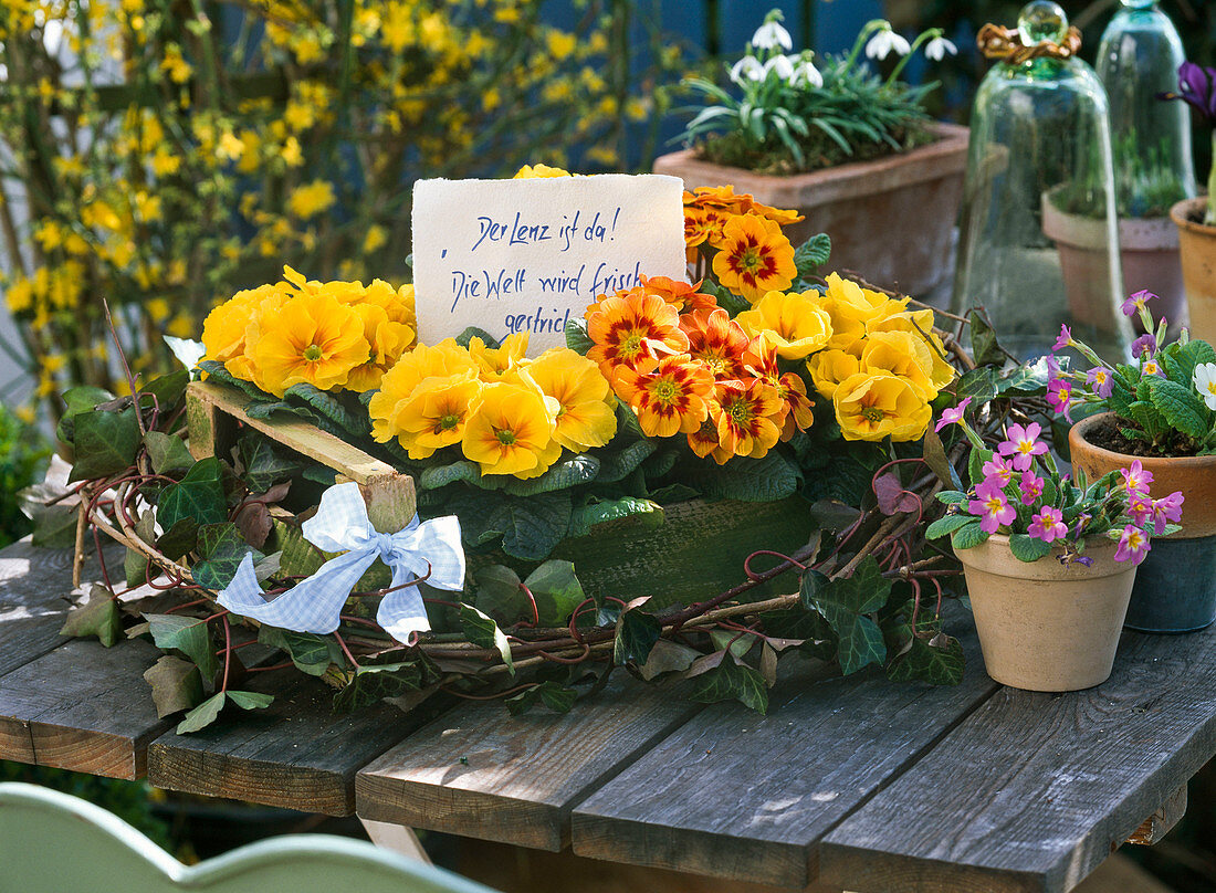 Primula acaulis (Frühlingsprimeln) in Spankorb, Schild 'Der Lenz ist da!'