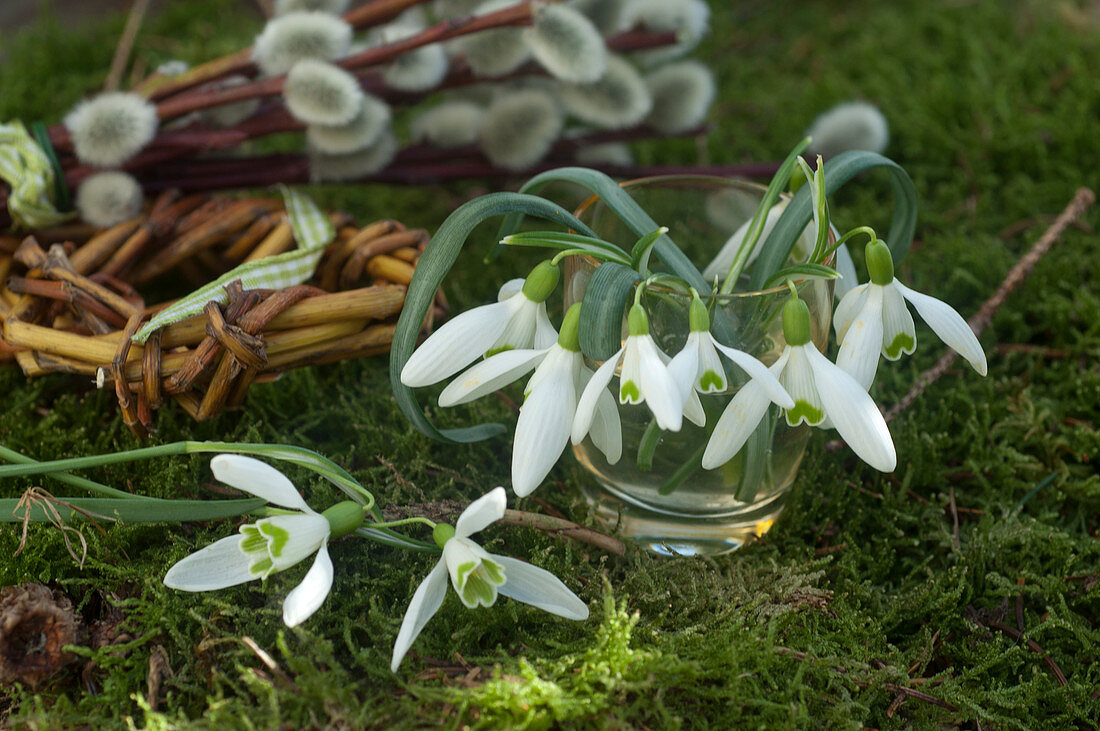 Gläschen mit Galanthus (Schneeglöckchen) auf Moos