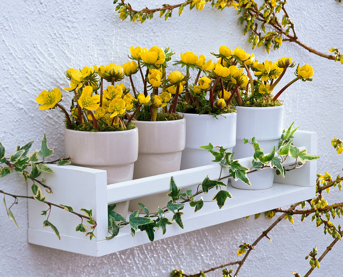 Eranthis hyemalis in planters on white wall shelf