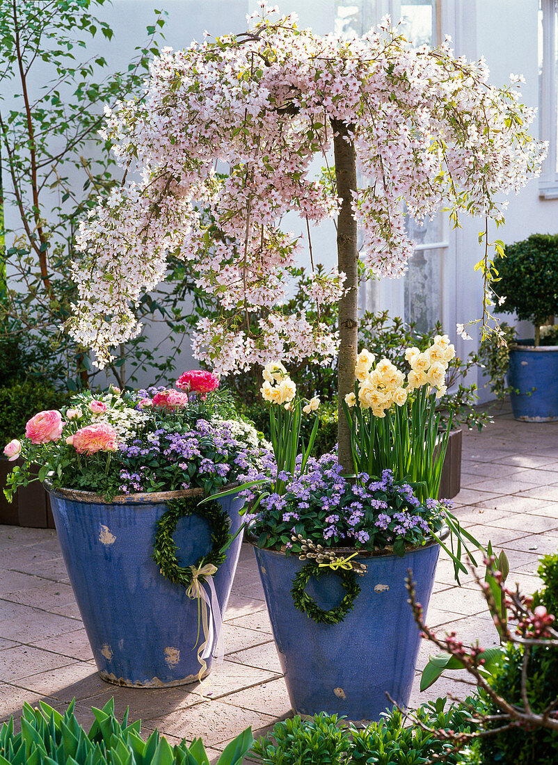 Prunus subhirtella 'Pendula' (Hänge - Zierkirsche) unterpflanzt