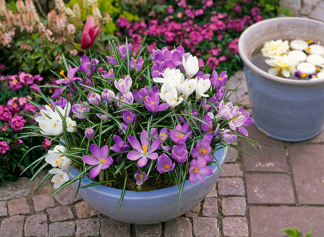 Crocus 'Pickwick', 'Remembrance', 'Jeanne D'Arc'