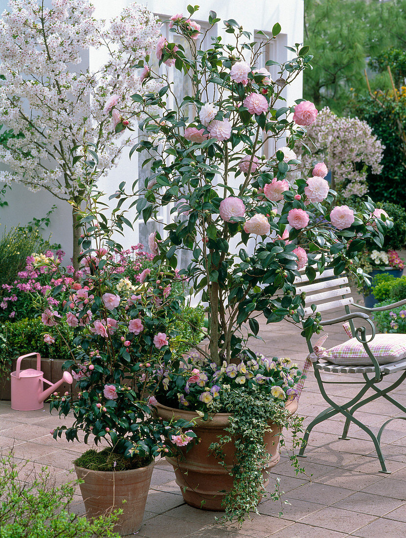 Camellia 'Nuccio's Pearl', 'Spring Festival'