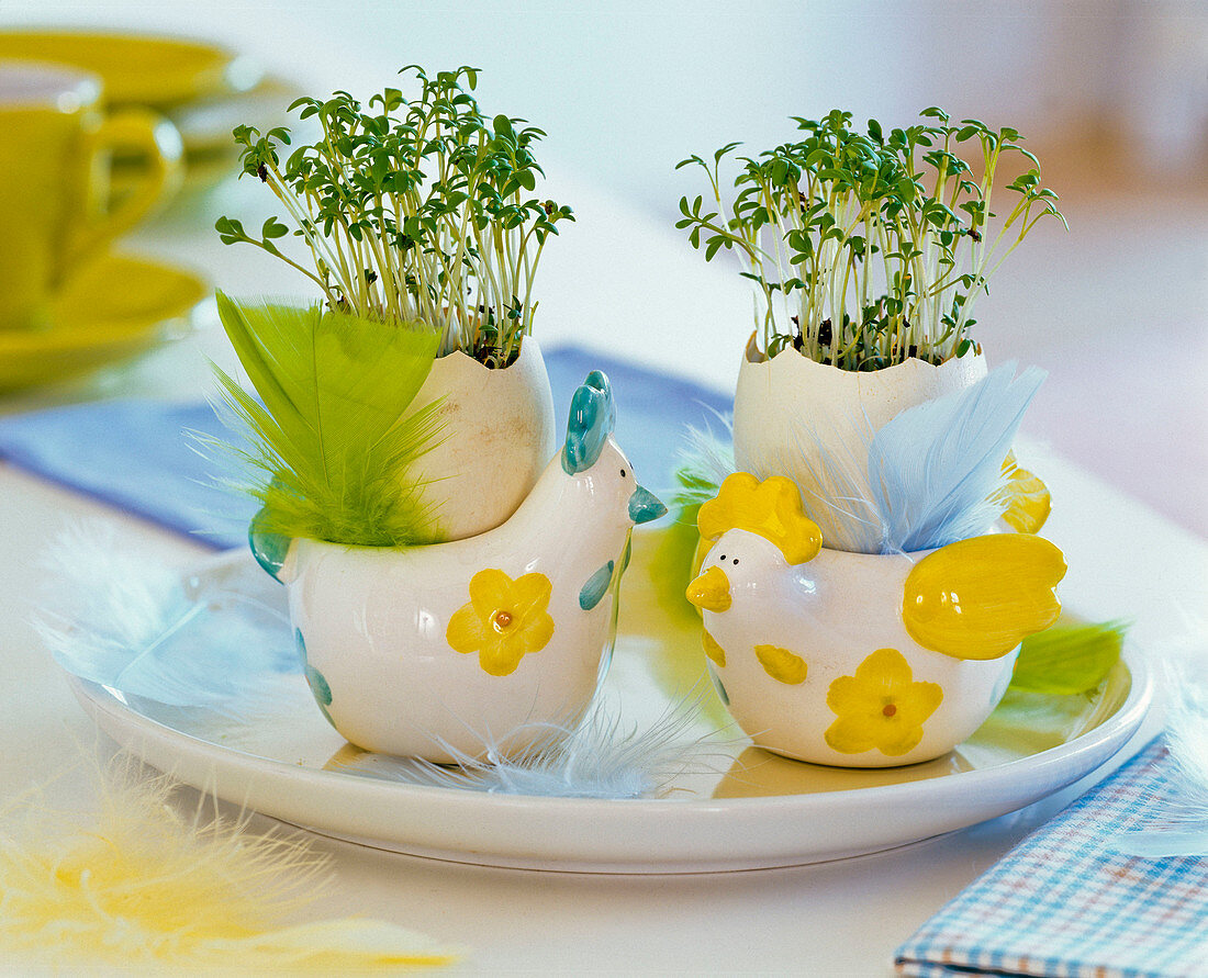 Chicken egg cup with lepidium (cress) in eggs, feathers
