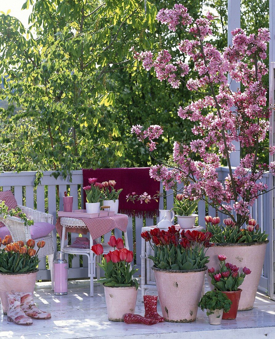 Pink balcony with Malus 'Rudolph' (ornamental apple), Tulipa 'Red Sparks'