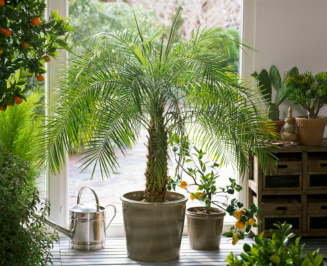 Phoenix roebelenii (Zwergdattelpalme), Citrus (Zitrone) im Wintergarten