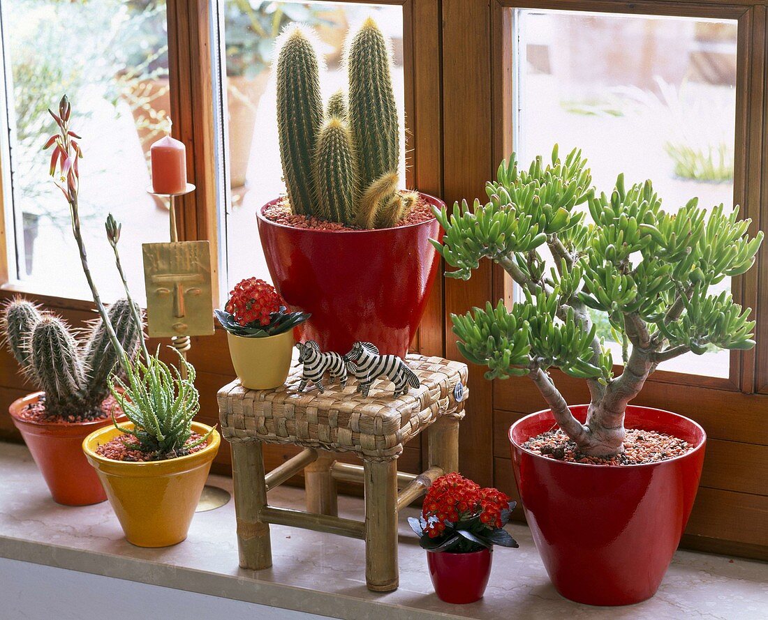 Cactus at the window, Cereus, Kalanchoe