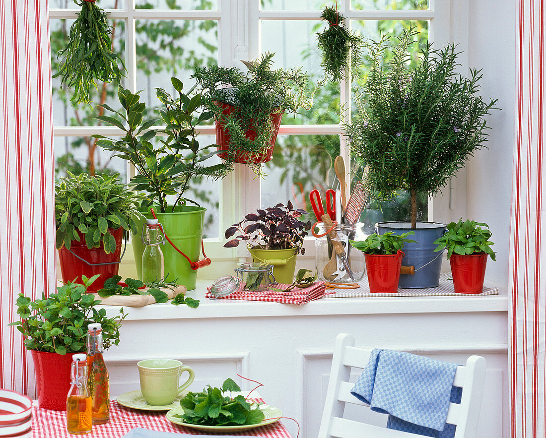 Kräuter am Fenster : Mentha (Pfefferminze), Salvia (Salbei), Laurus