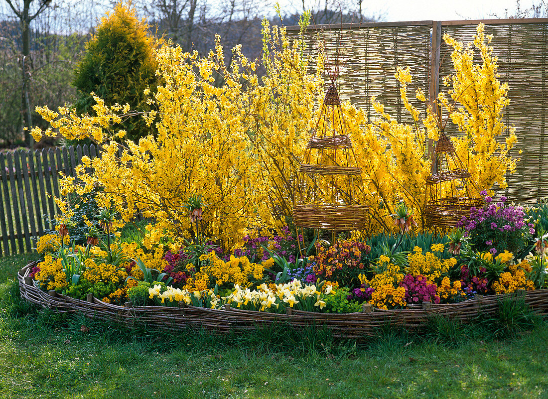 Forsythia (gold bells) with spring flowers in a round bed