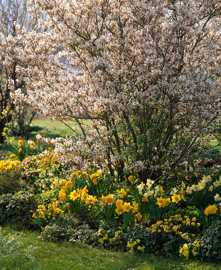 Amelanchier laevis (Kahle Felsenbirne) im Beet mit Narcissus