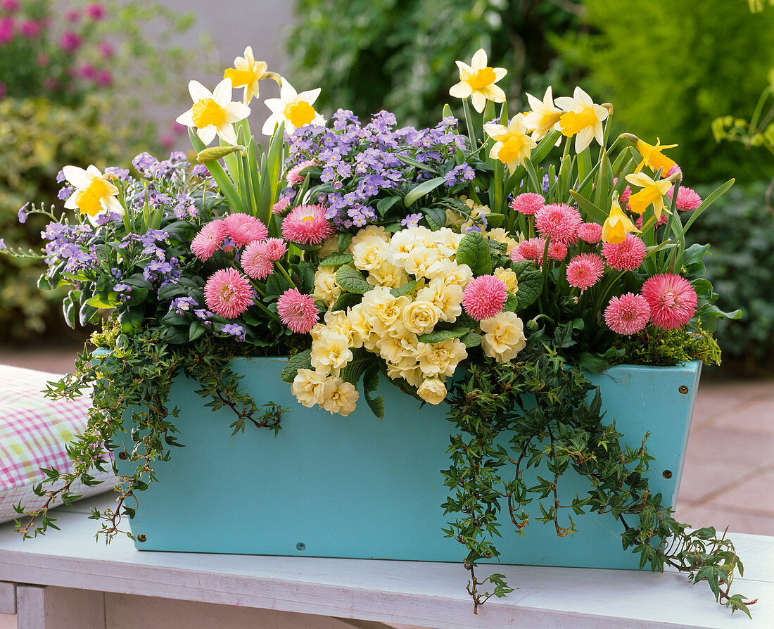 Holzblumenkasten bepflanzt mit Primula Belarina 'Cream'
