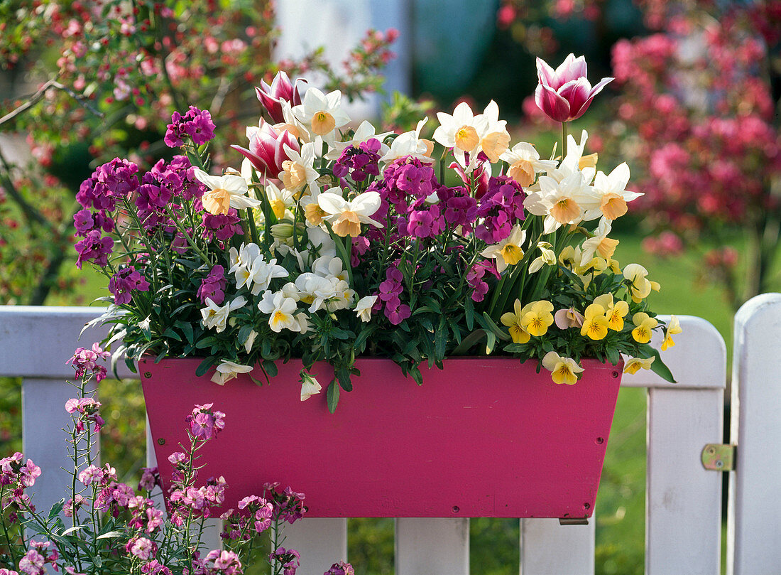 Pink wooden box with Erysimum 'Winter Joy' (gold lacquer)