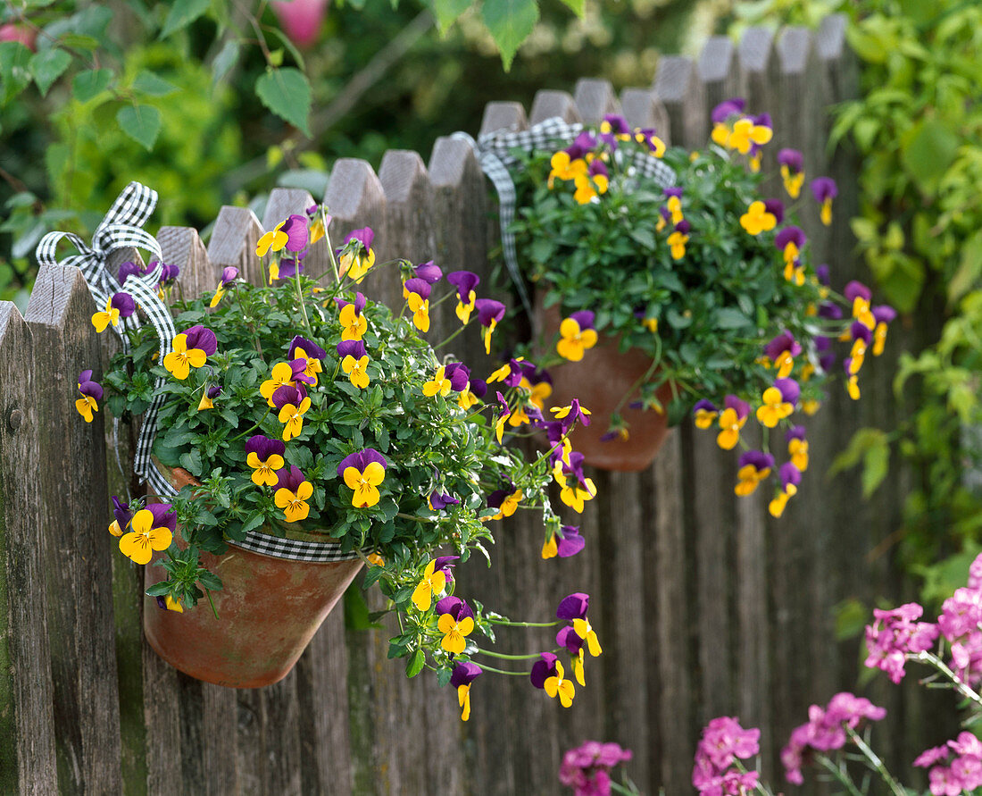 Viola cornuta (Hornveilchen) in Tontöpfen an Gartenzaun gehängt