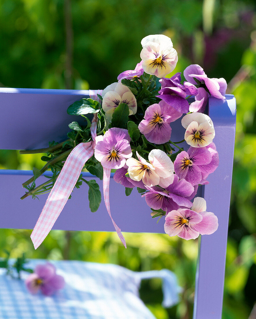 Small viola cornuta (horn violet) bouquet on the back of the chair