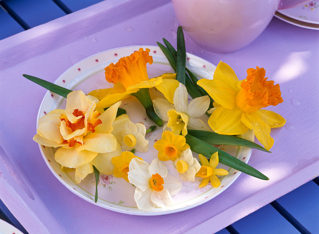 Flowers of Narcissus 'Tahiti', 'Orange Eye', 'Tete a Tete', 'Kate Heath'