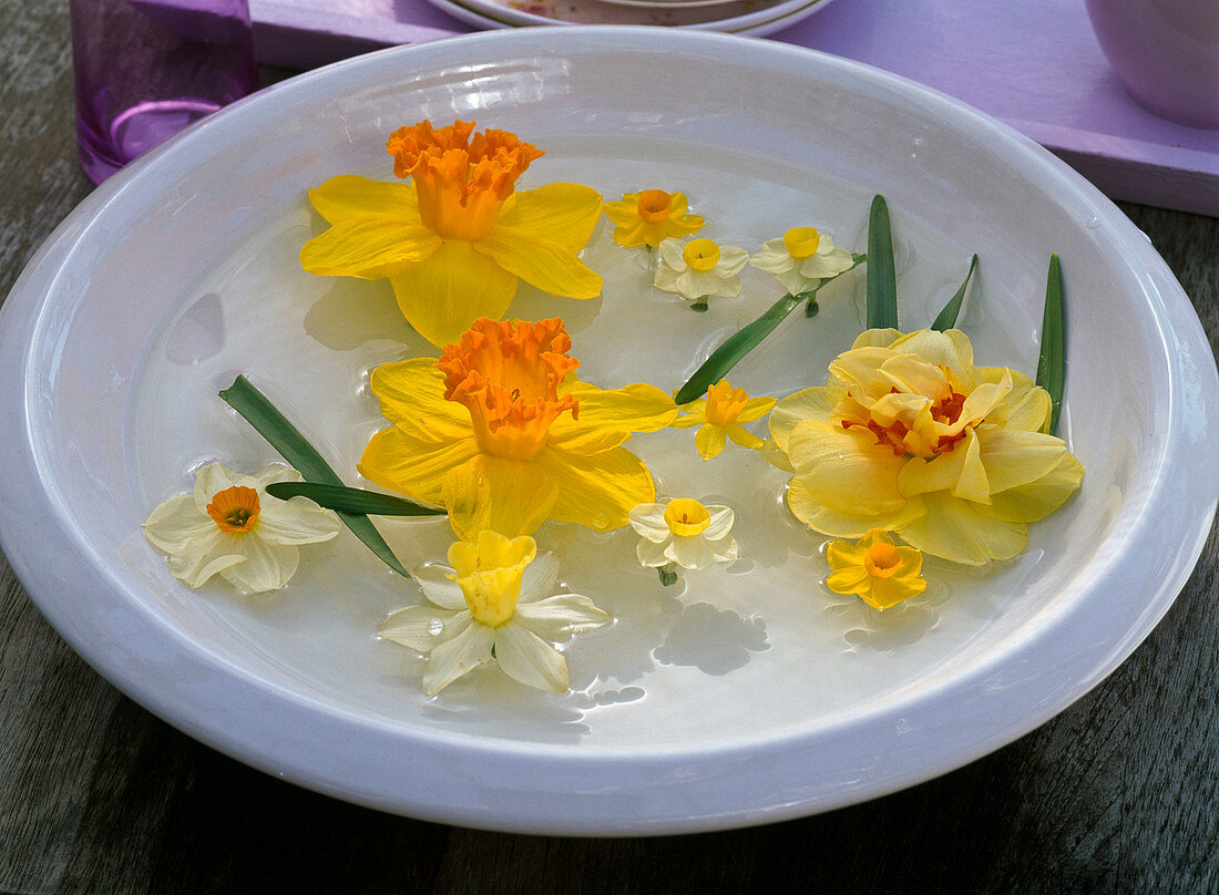 Blüten von Narcissus 'Orange Eye' 'Geranium' 'Soleil d'Or' 'Kate Heath'