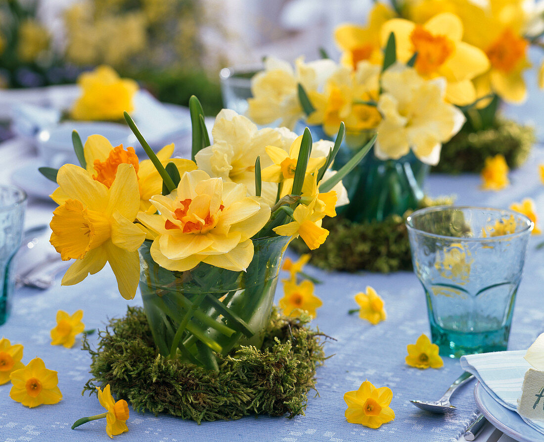 Strauß aus Narcissus (Narzissen) in Glas auf Moos, Glas