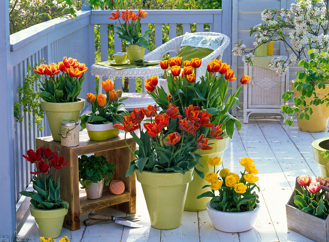 Tulpenbalkon mit Tulipa 'Horizon' 'Orange Princess' 'Bright Sight'