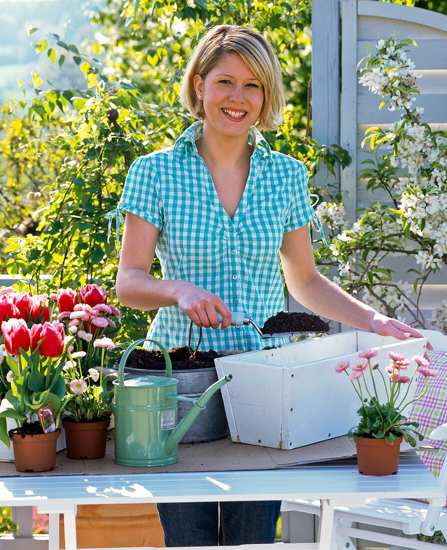 Weißen Kasten mit Tulpen und Bellis bepflanzen : 1/4