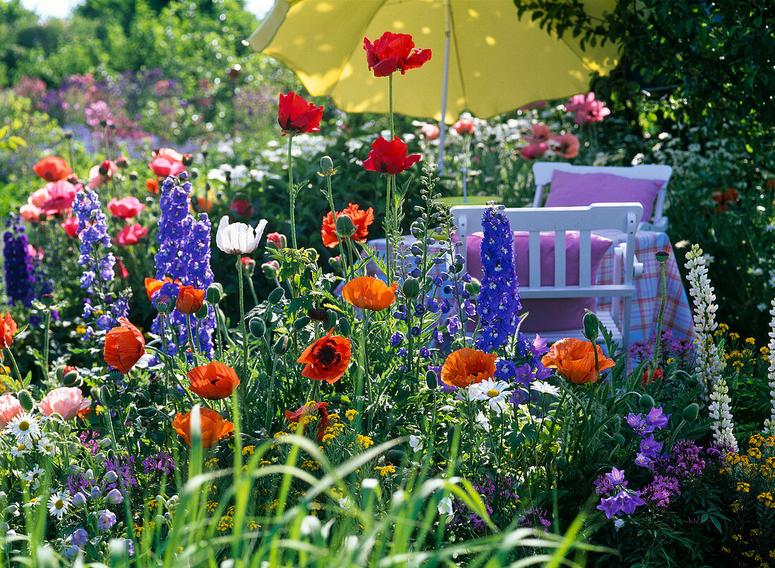 Flowerbed with Papaver orientale (perennial poppy) and Delphinium