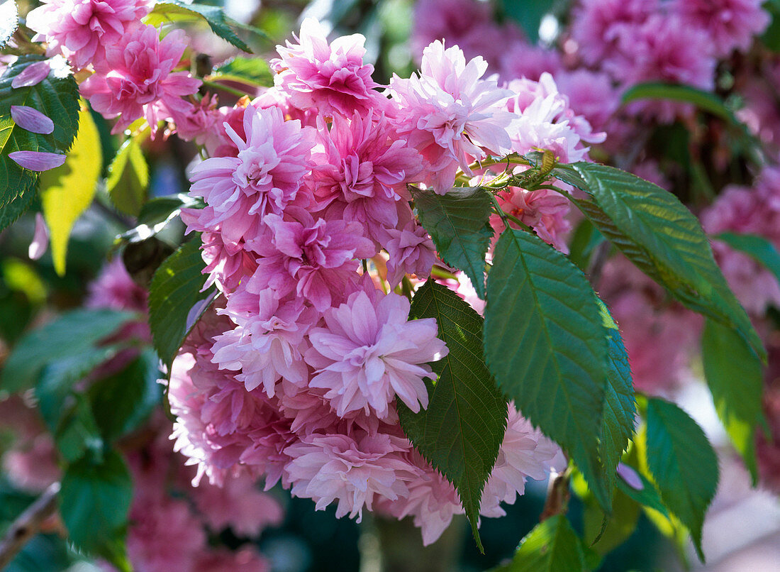Blüten von Prunus serrulata 'Kiku-shidare-zakura'