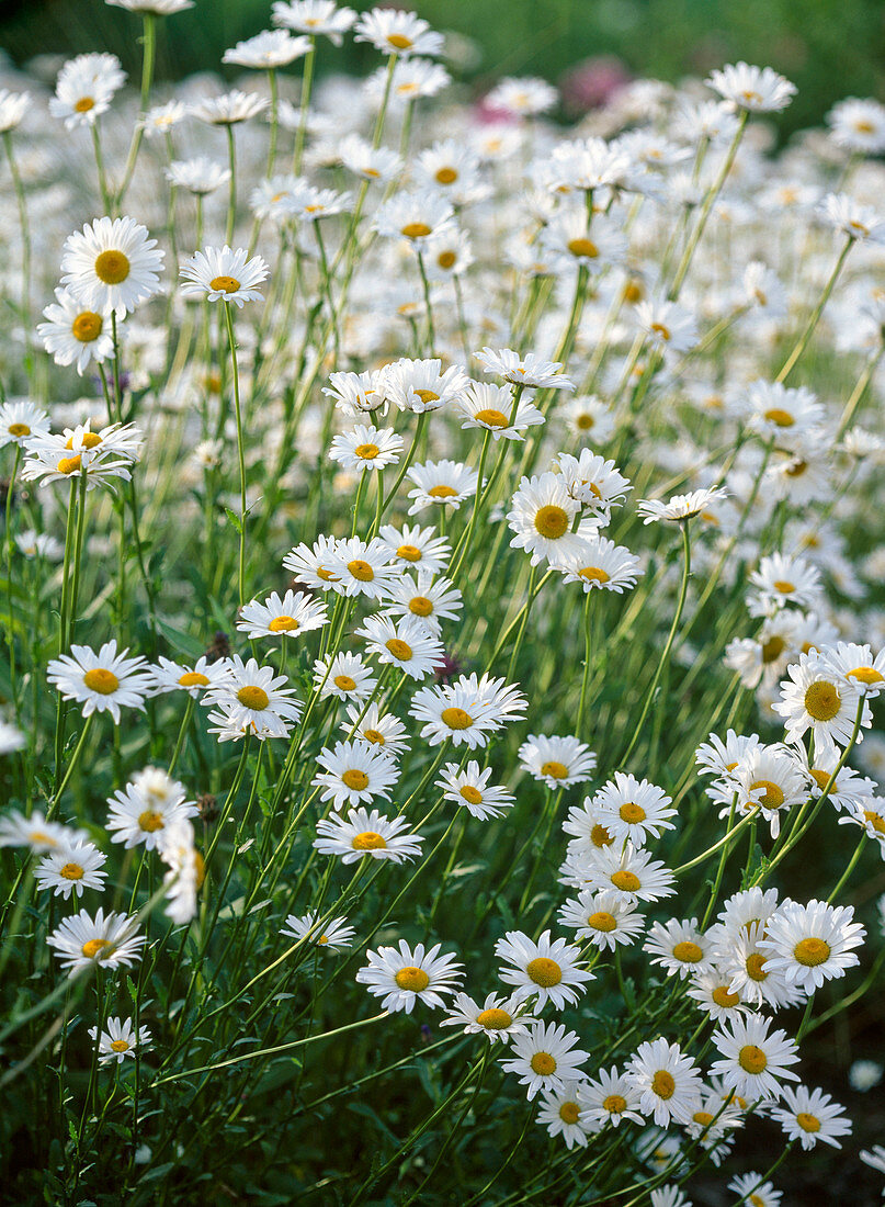 Leucanthemum vulgare (Frühlings-Margerite)