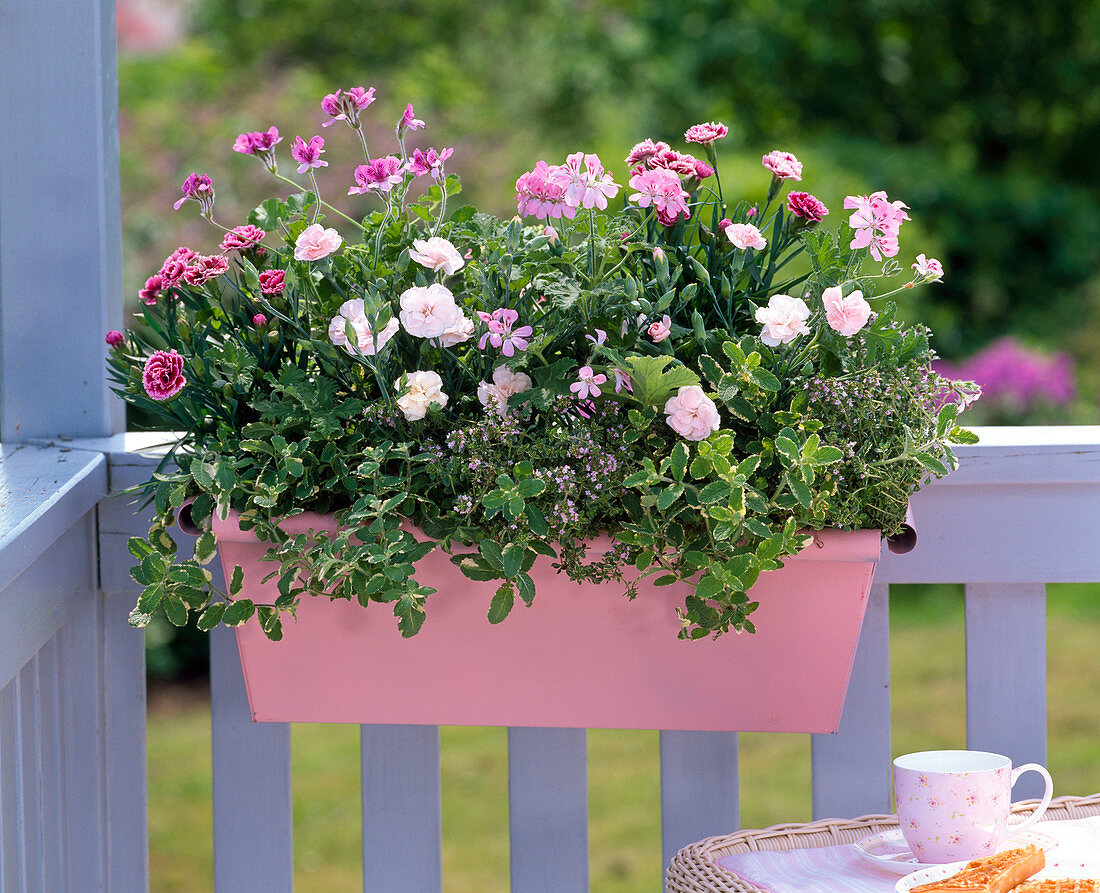 Duftkasten in rosa mit Dianthus Adorable 'Mindy', caryophyllus