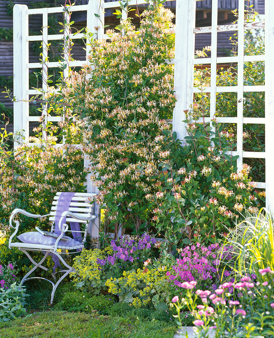 Lonicera caprifolium und periclymenum (Geißblatt, Jelängerjelieber)