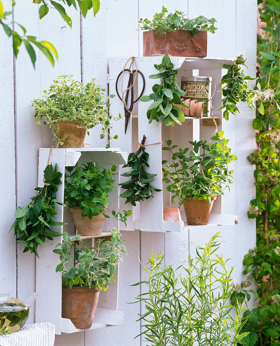 White painted fruit trays as herbs shelves