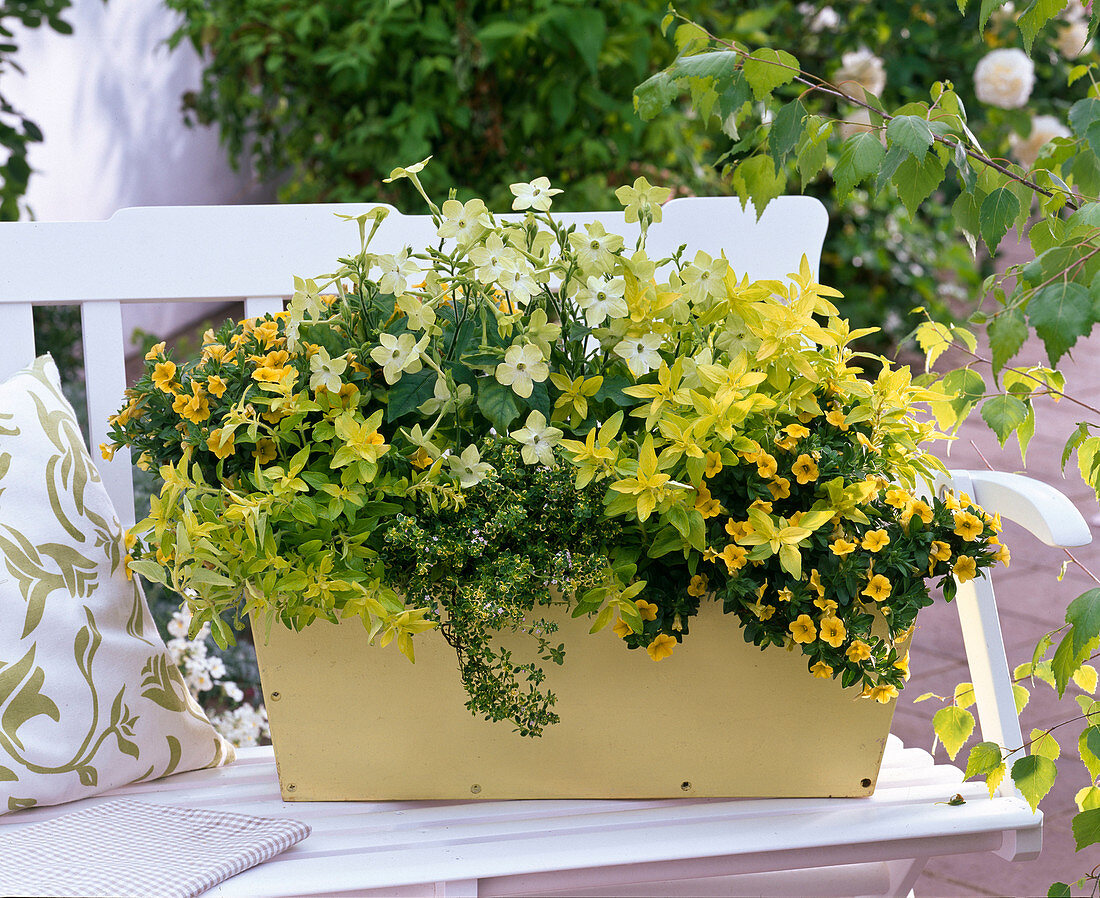 Gelber Kasten mit Balkonblumen und Kräutern