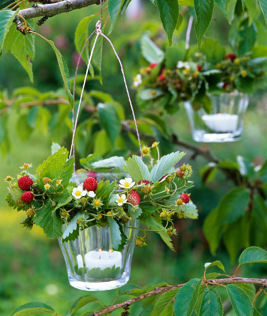 Lanterns with Fragaria vesca wreaths on Prunus branch