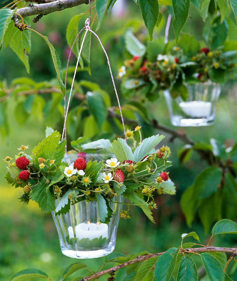 Windlichter mit Kränzen aus Fragaria vesca (Walderdbeeren) an Zweig von Prunus